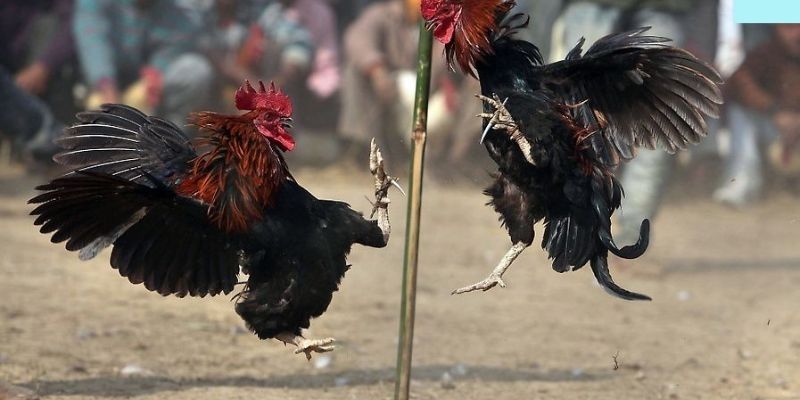 Một số thông tin về đá gà cựa dao