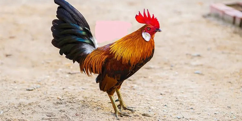 Quy định rõ ràng về việc xét thắng thua
