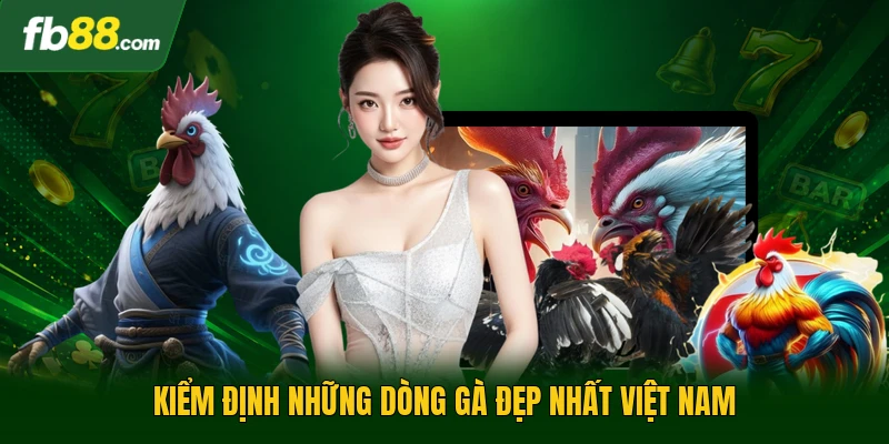 Kiểm định những dòng gà đẹp nhất Việt Nam