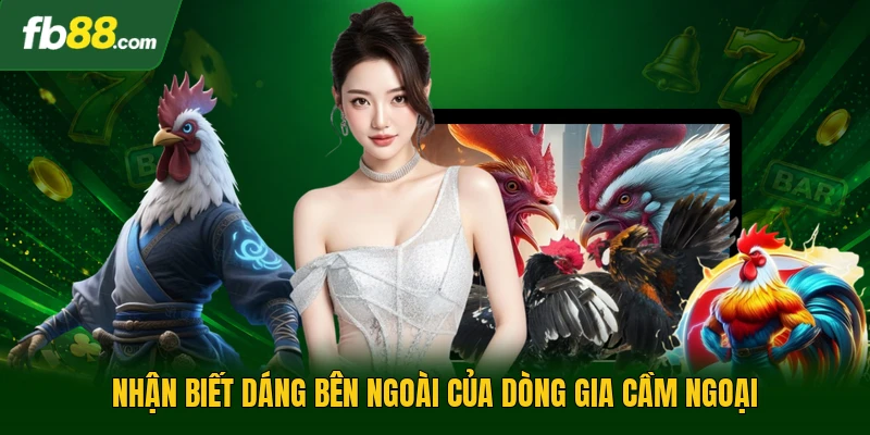 Nhận biết dáng bên ngoài của dòng gia cầm ngoại
