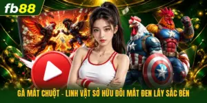 Gà Mắt Chuột - Linh Vật Sở Hữu Đôi Mắt Đen Láy Sắc Bén