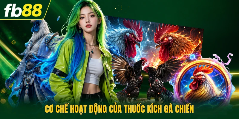 Cơ chế hoạt động của thuốc kích gà chiến
